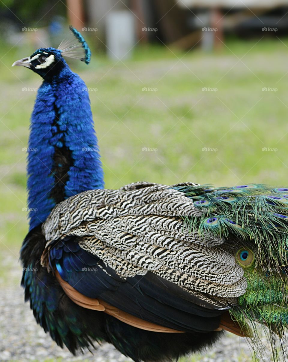 Shooting Range Peacock