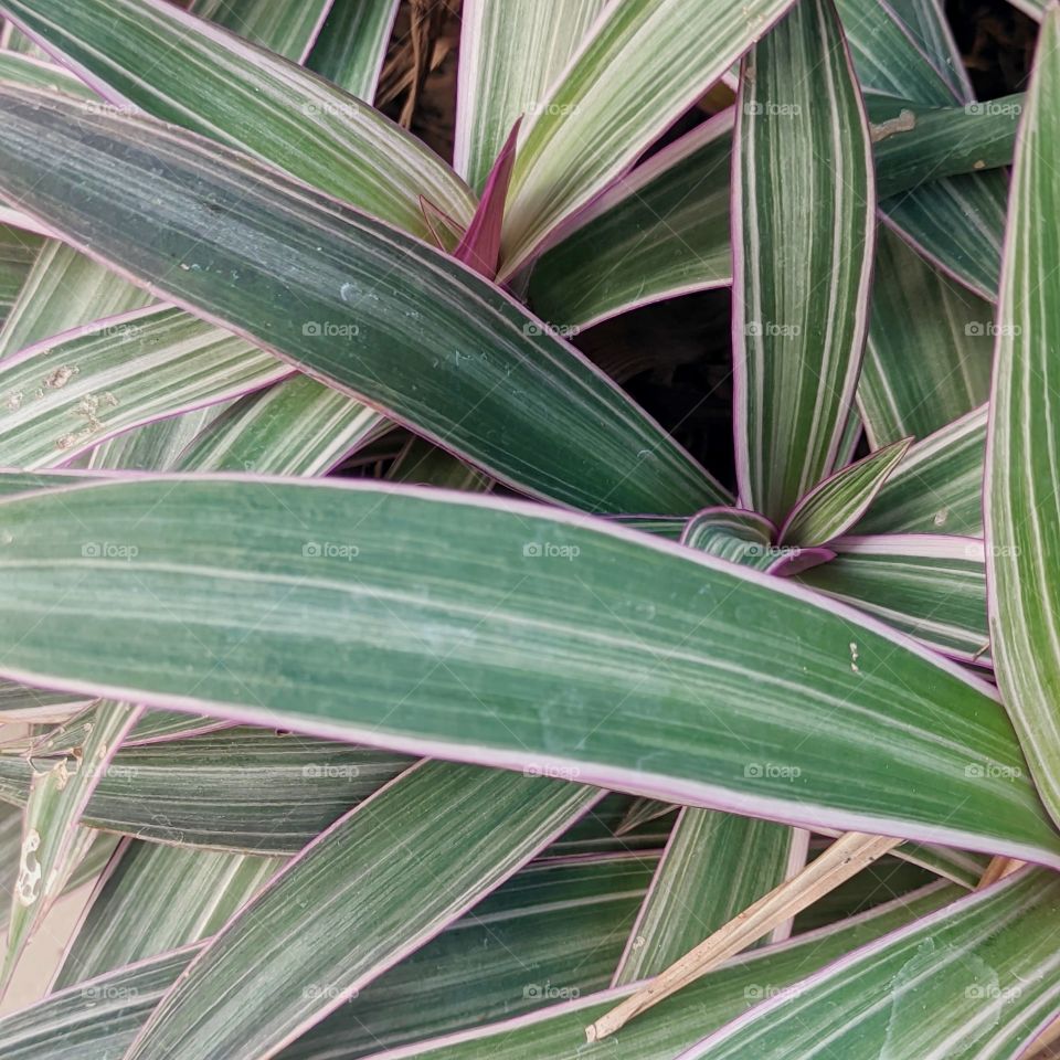 moses in the cradle plants