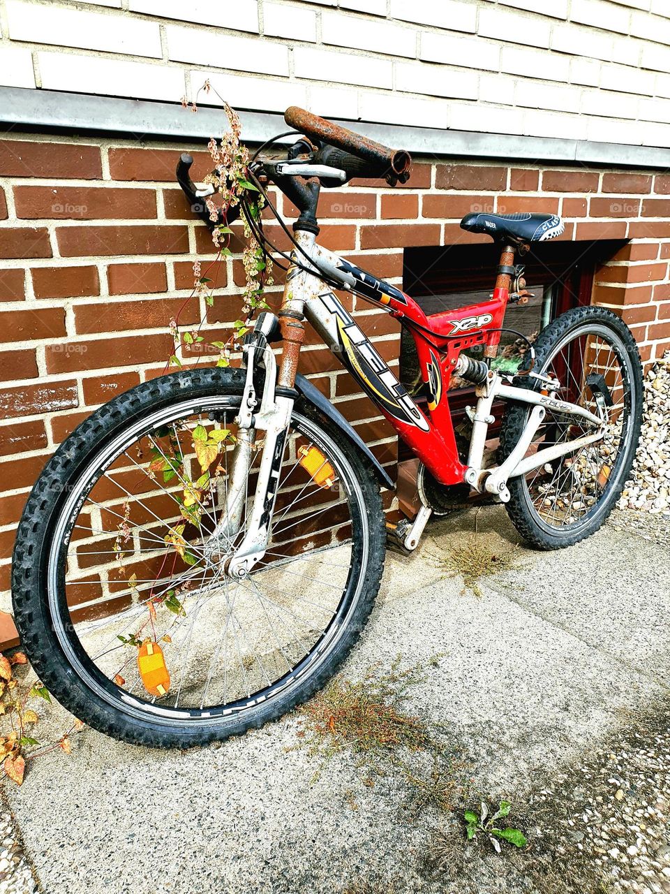 bicycle, old and forgotten, overgrown with plants