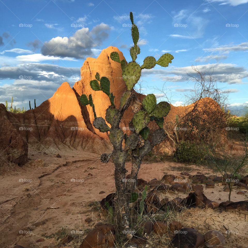 Tatacoa desert. A lonely cactus on the red zone in Tatacoa desert. 