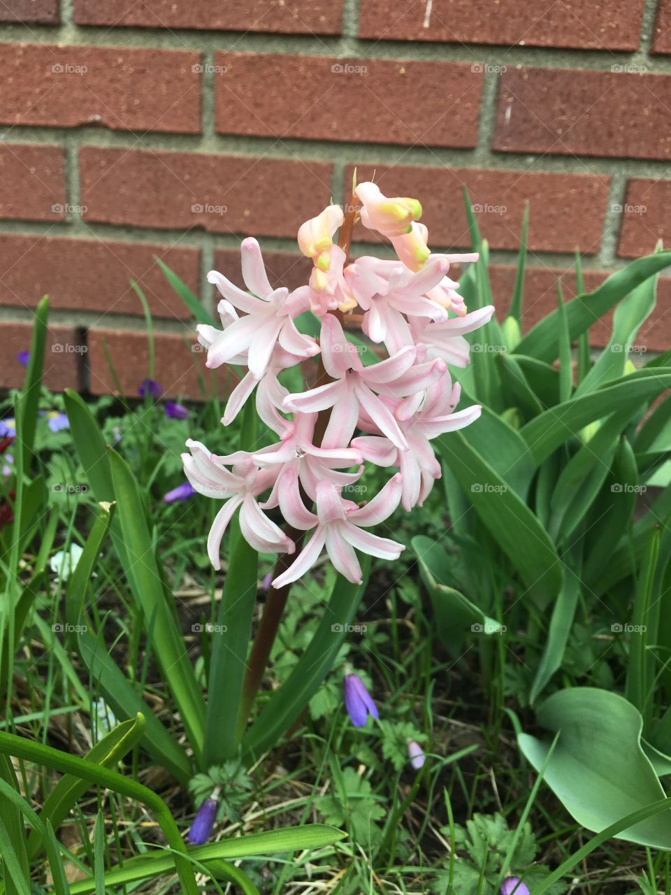 Flowers of spring. 