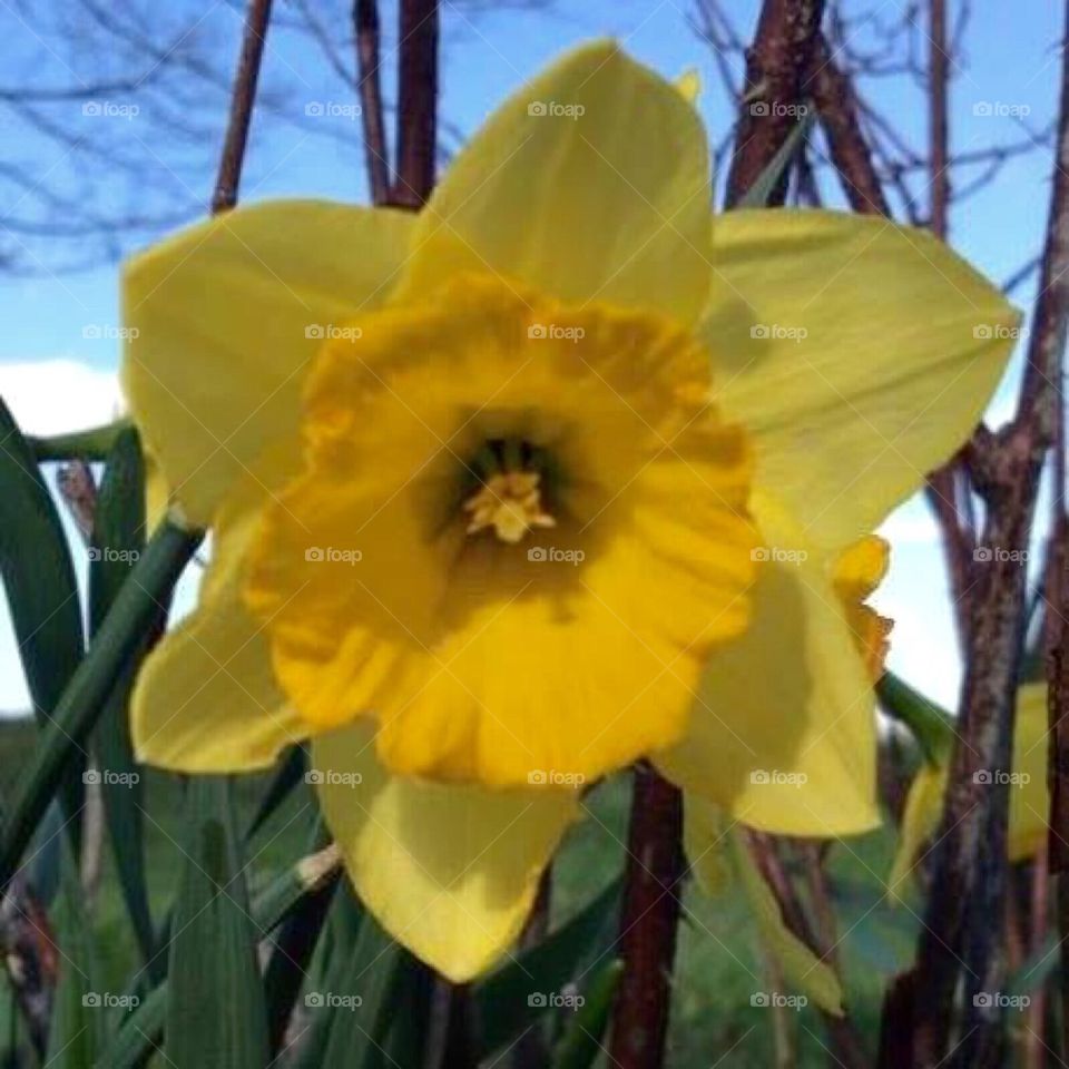 Daffodils 