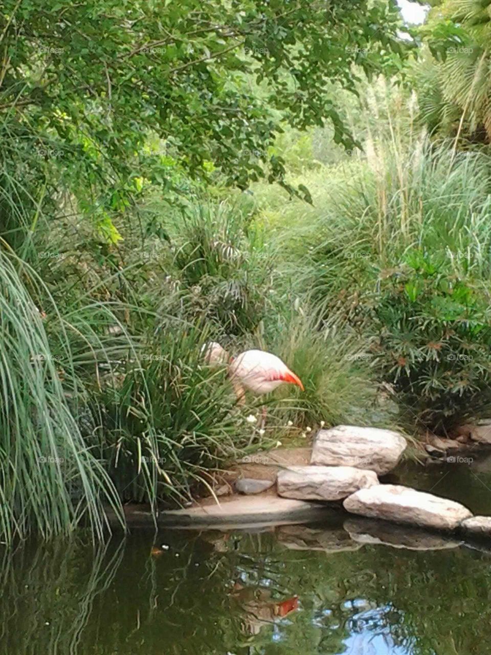 flamingo