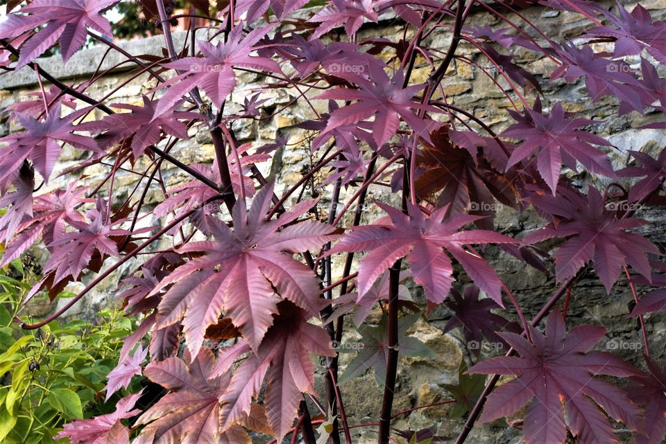 Reddish Leaf