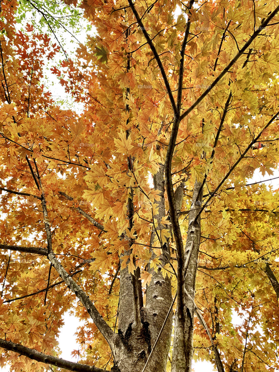 Colorful fall indiana tree