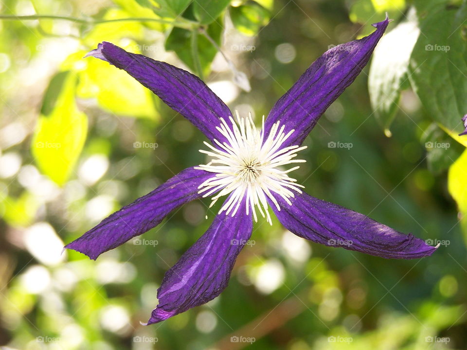 Flower Closeups