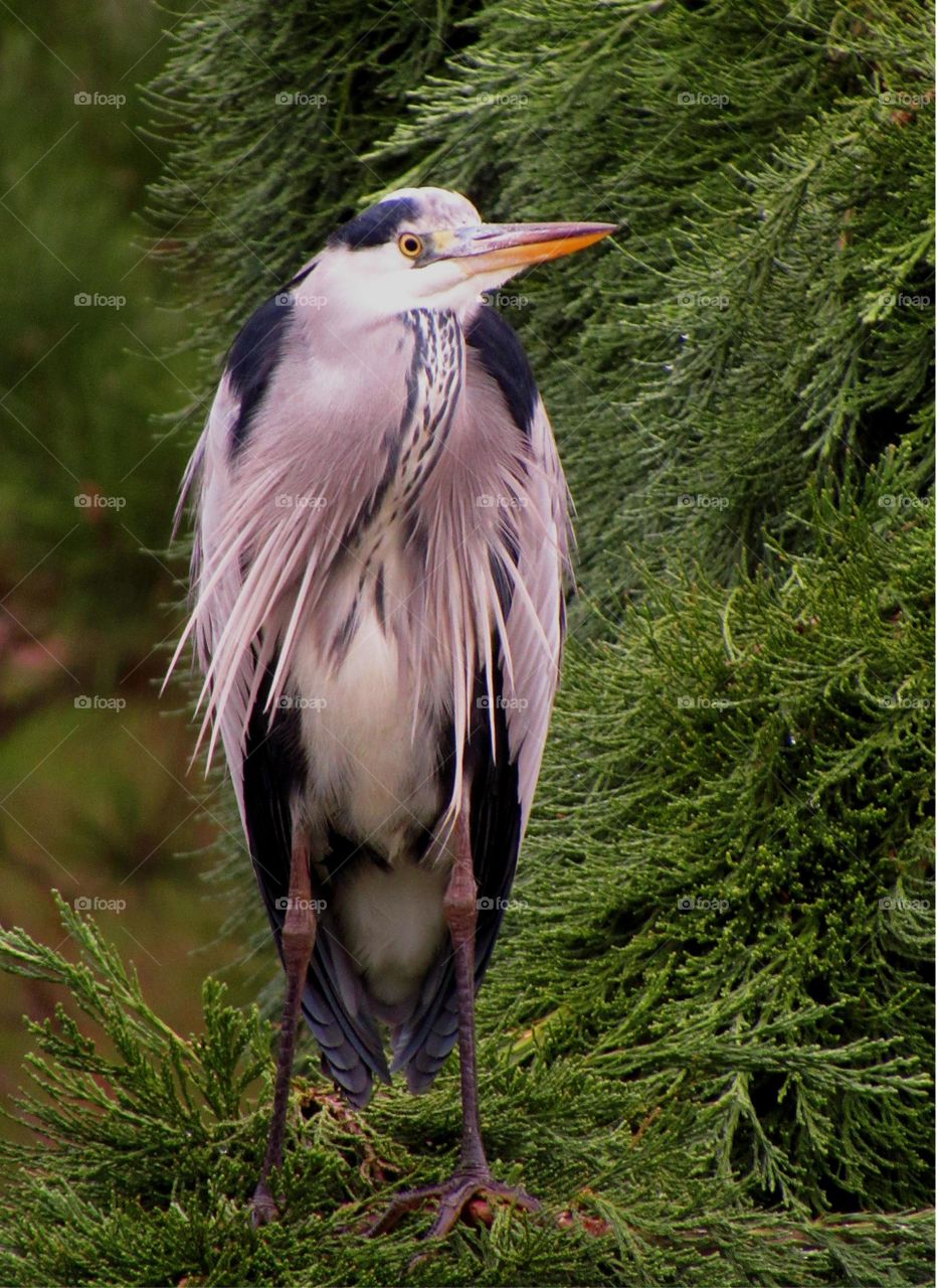 Perched