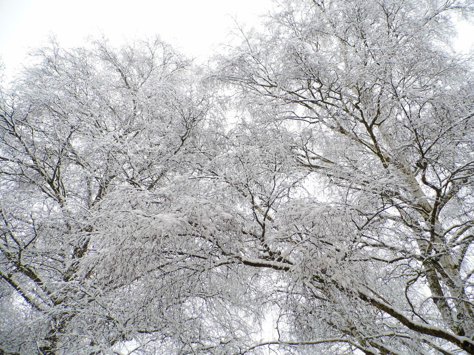 two tree and Snow White