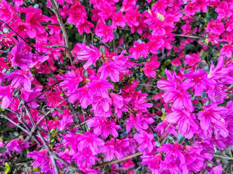 Spring floral background. Close-up of a bush in a park with bright pink flowers blooming.