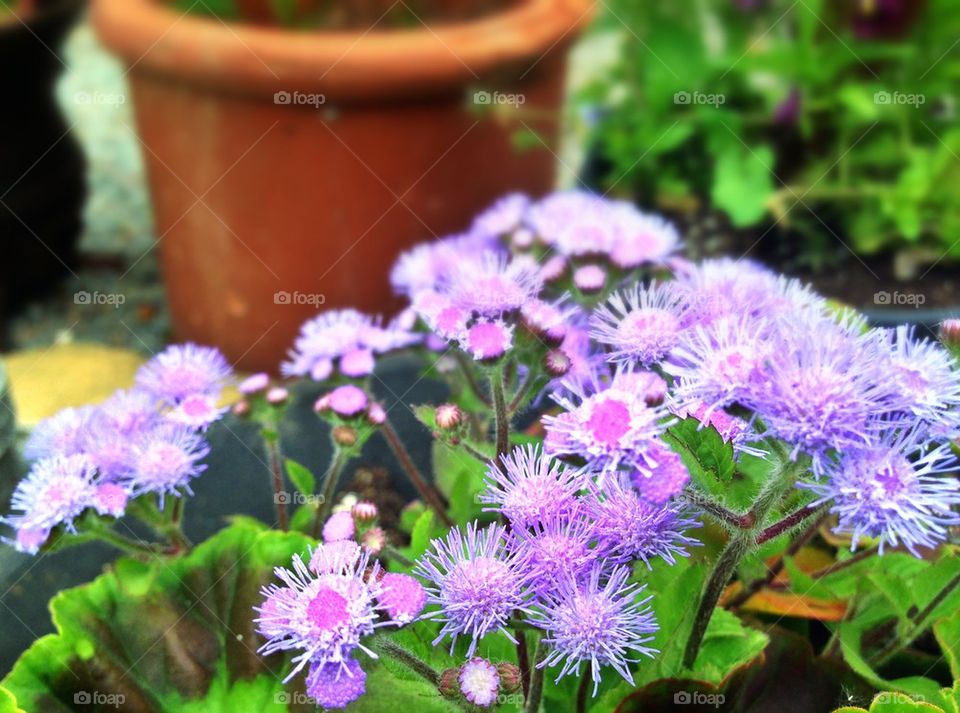 flowers nature macro purple by mrgrambo