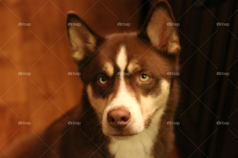 Incredible Husky Dogs