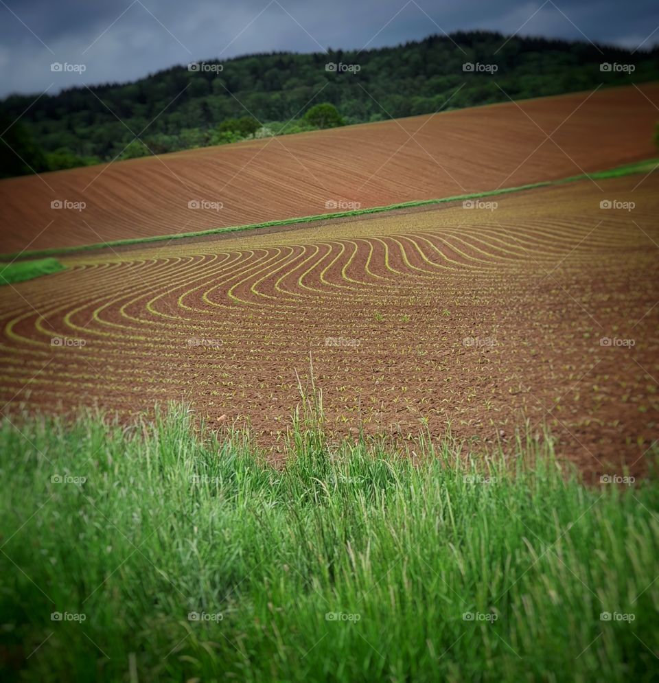 farmland