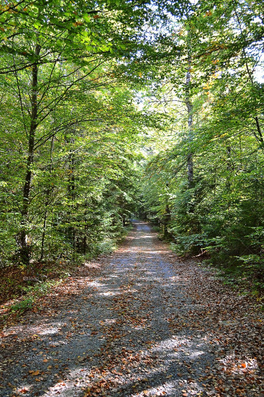 Lush road