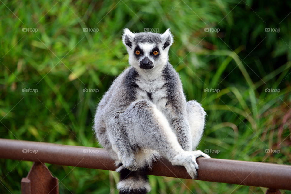Lemur sitting on railing