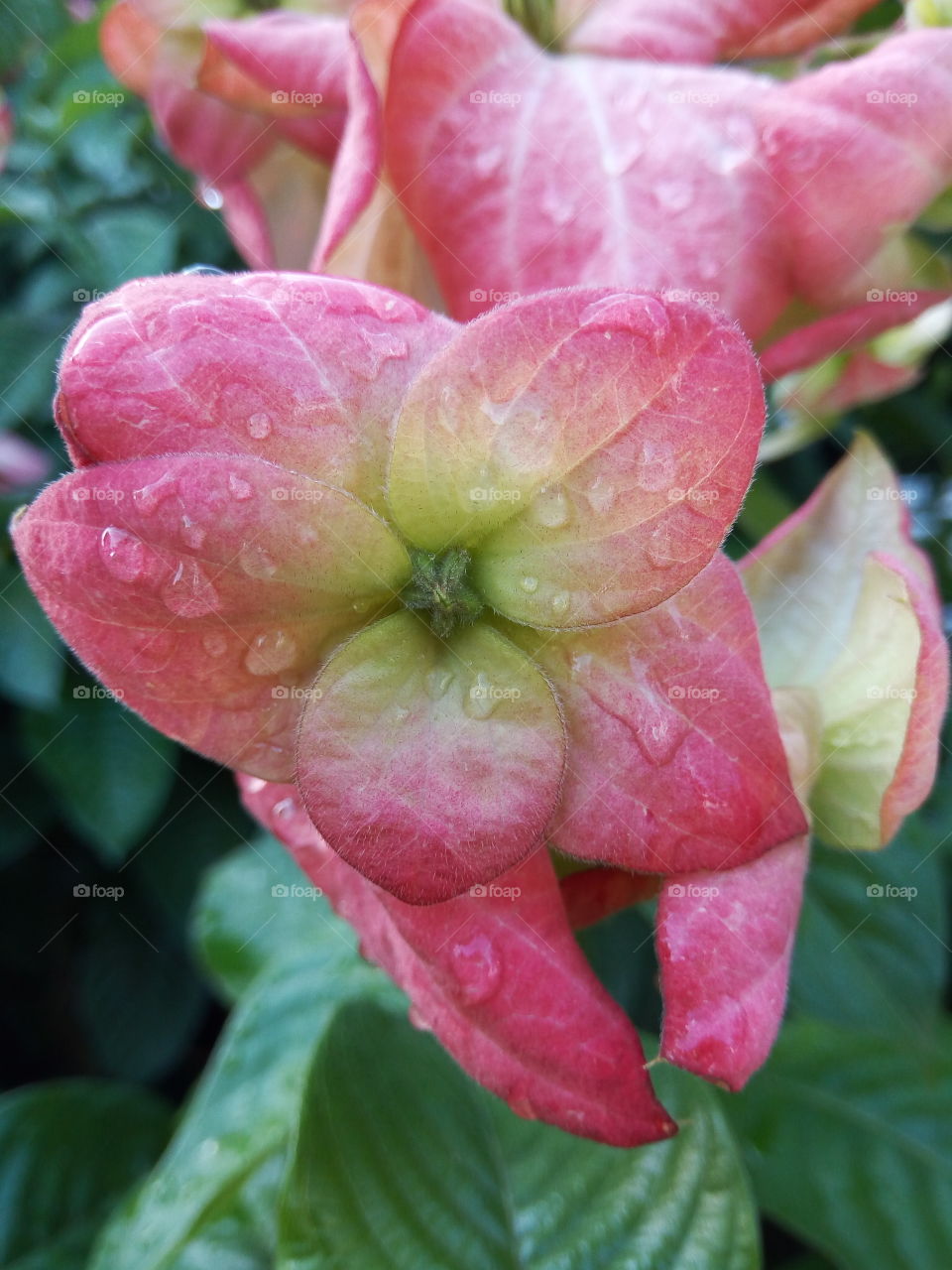 Nature, Leaf, Flora, Garden, Flower