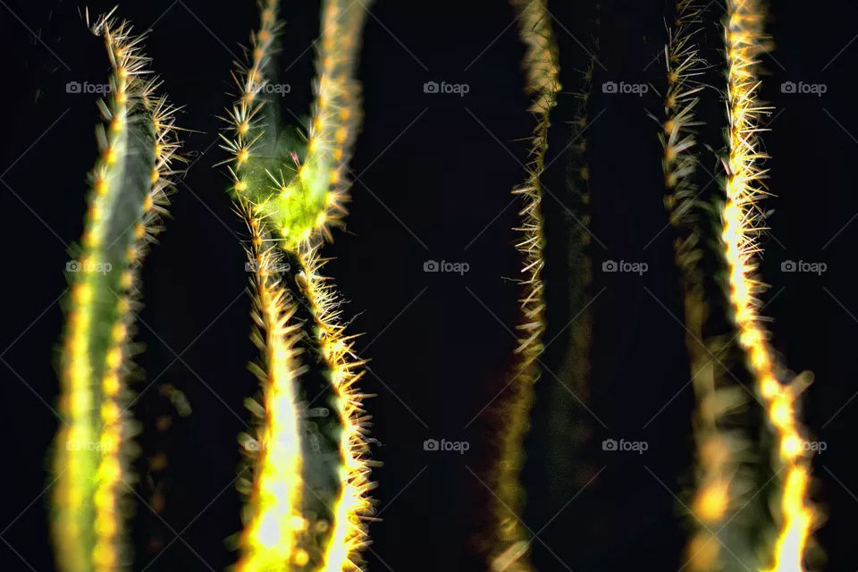 macro