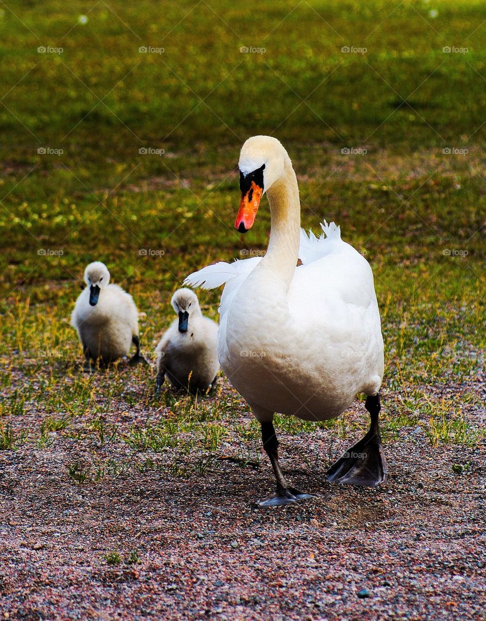 Swans on the move