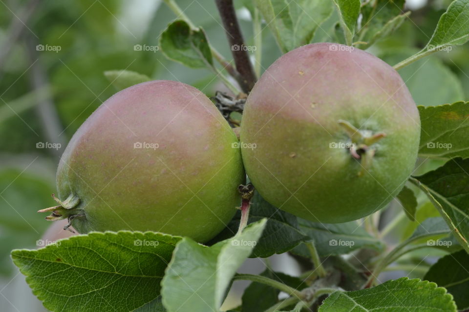 A pair of young appels.. Growing in our own garden.