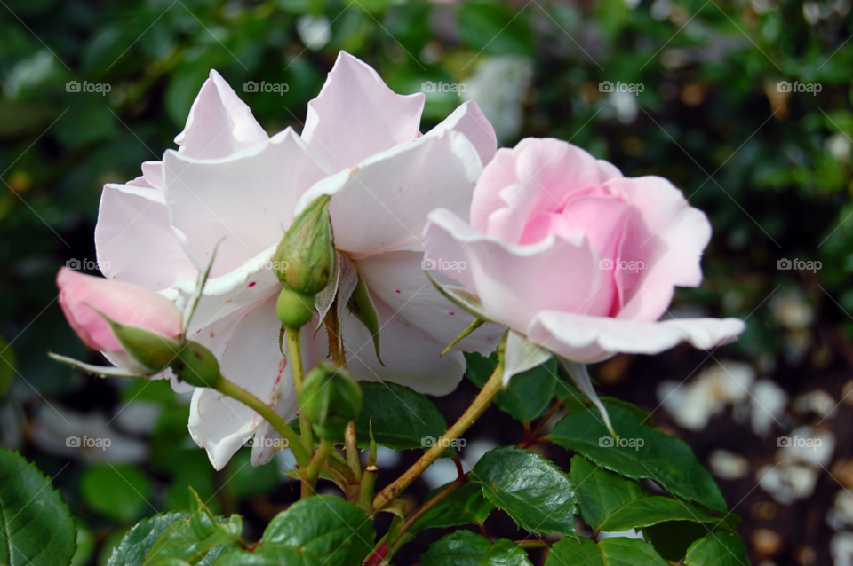 flower blomma ros rosa by NinniHL