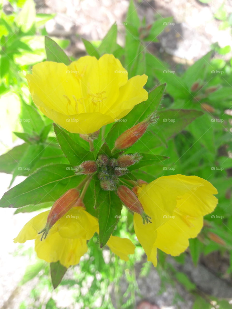 New flower in my garden