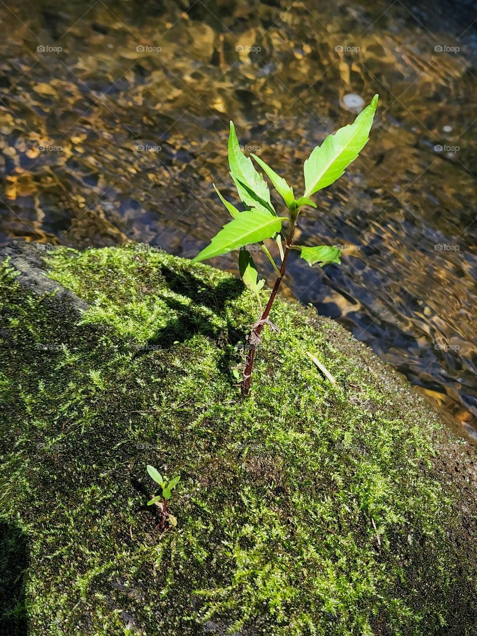Tree on Rock
