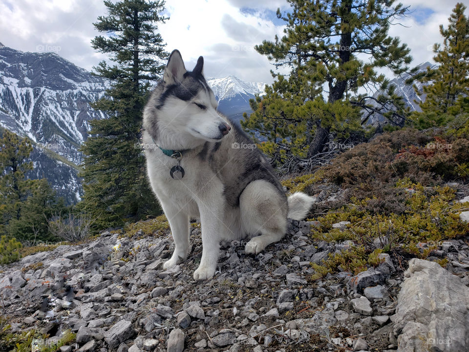 husky getting a little bit of rest before we head down