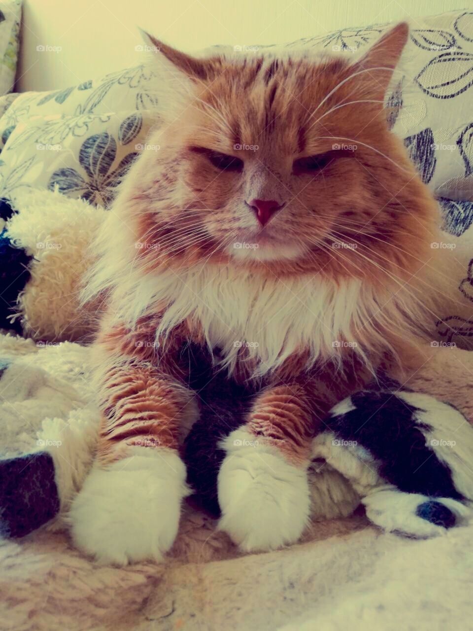 Grumpy ginger cat