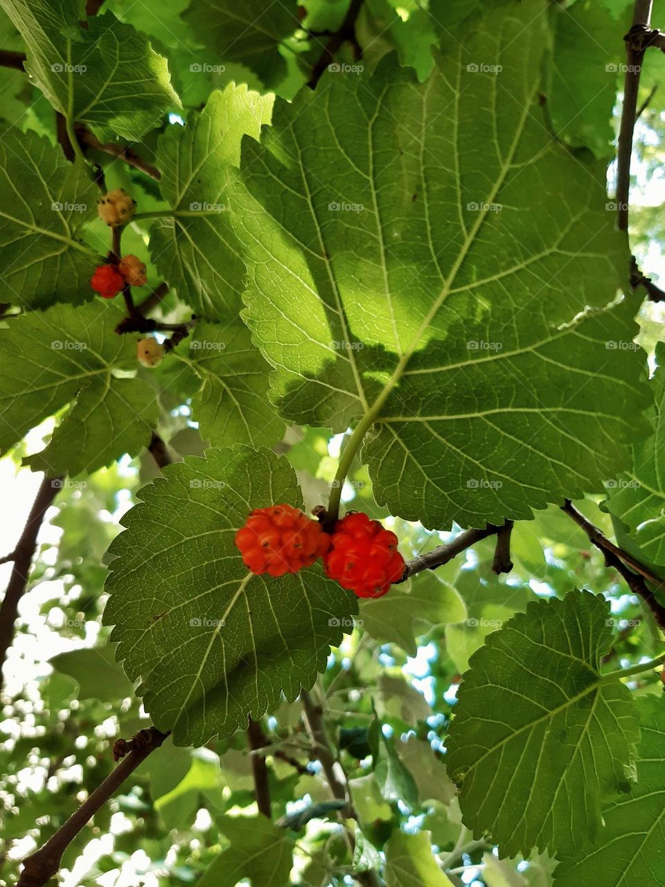 Mulberries