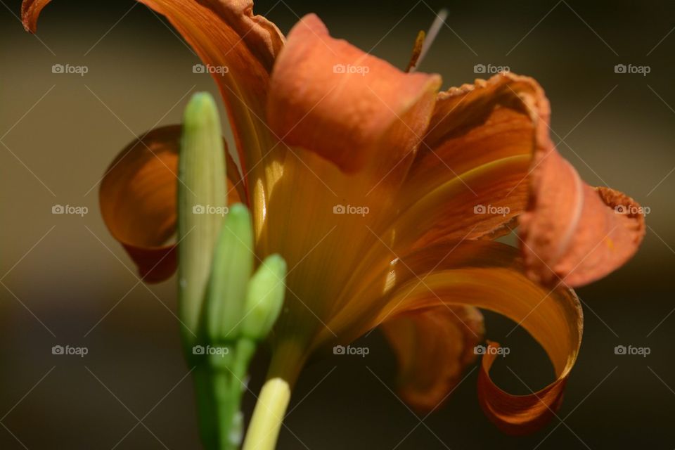 Daylily bloom