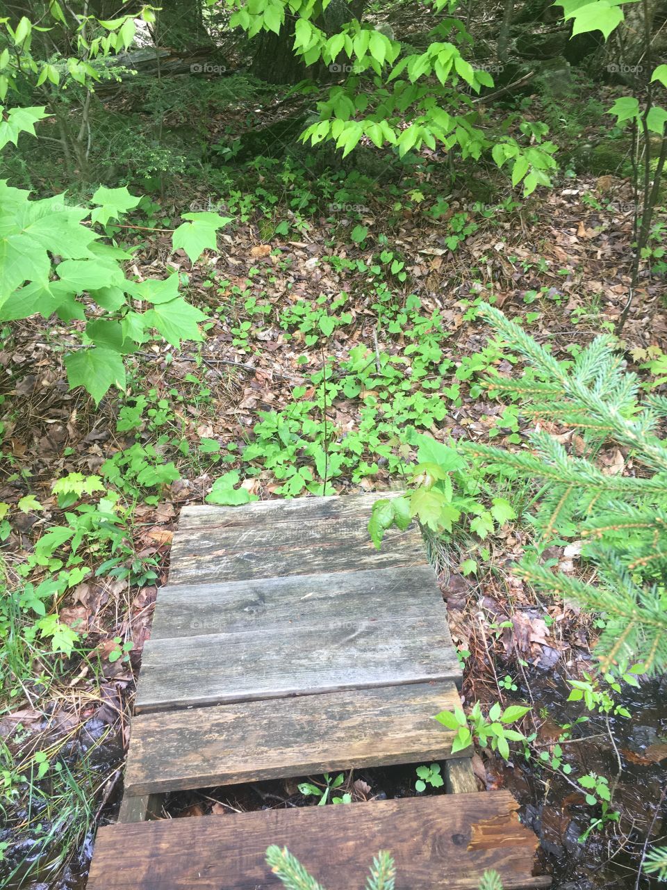 bridge into the woods