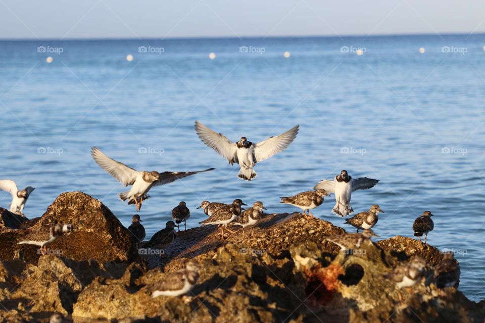 birds landing in a rocky beacu