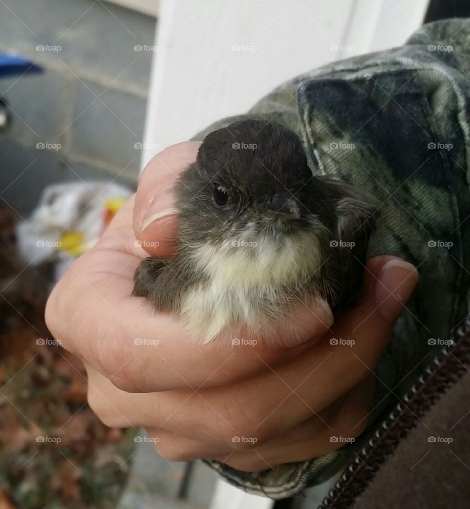 A Bird in the Hand
