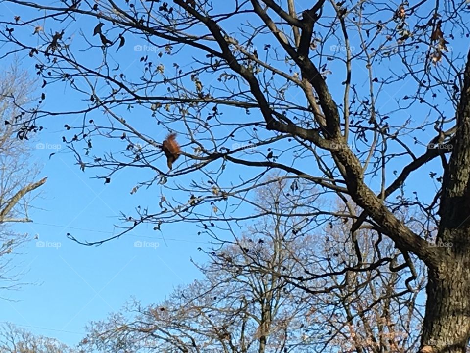 Squirrels are stealing pecans from this tree working on it all afternoon. Enjoying themselves 