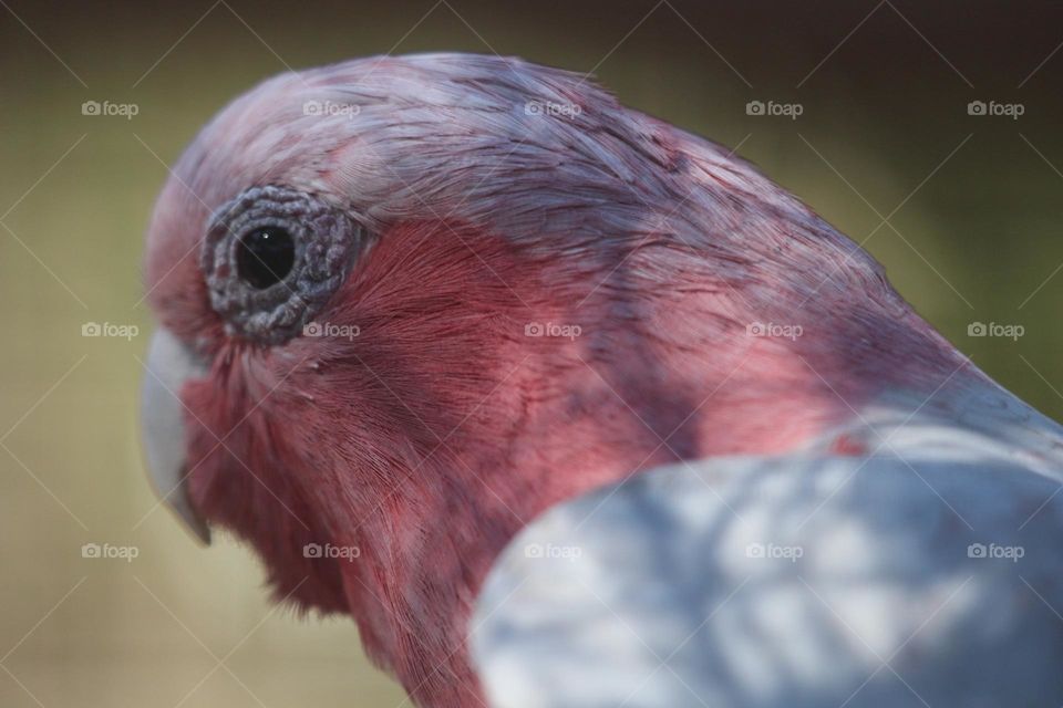A pink and grey galah, it’s eyes and head staring back at you, but angled away