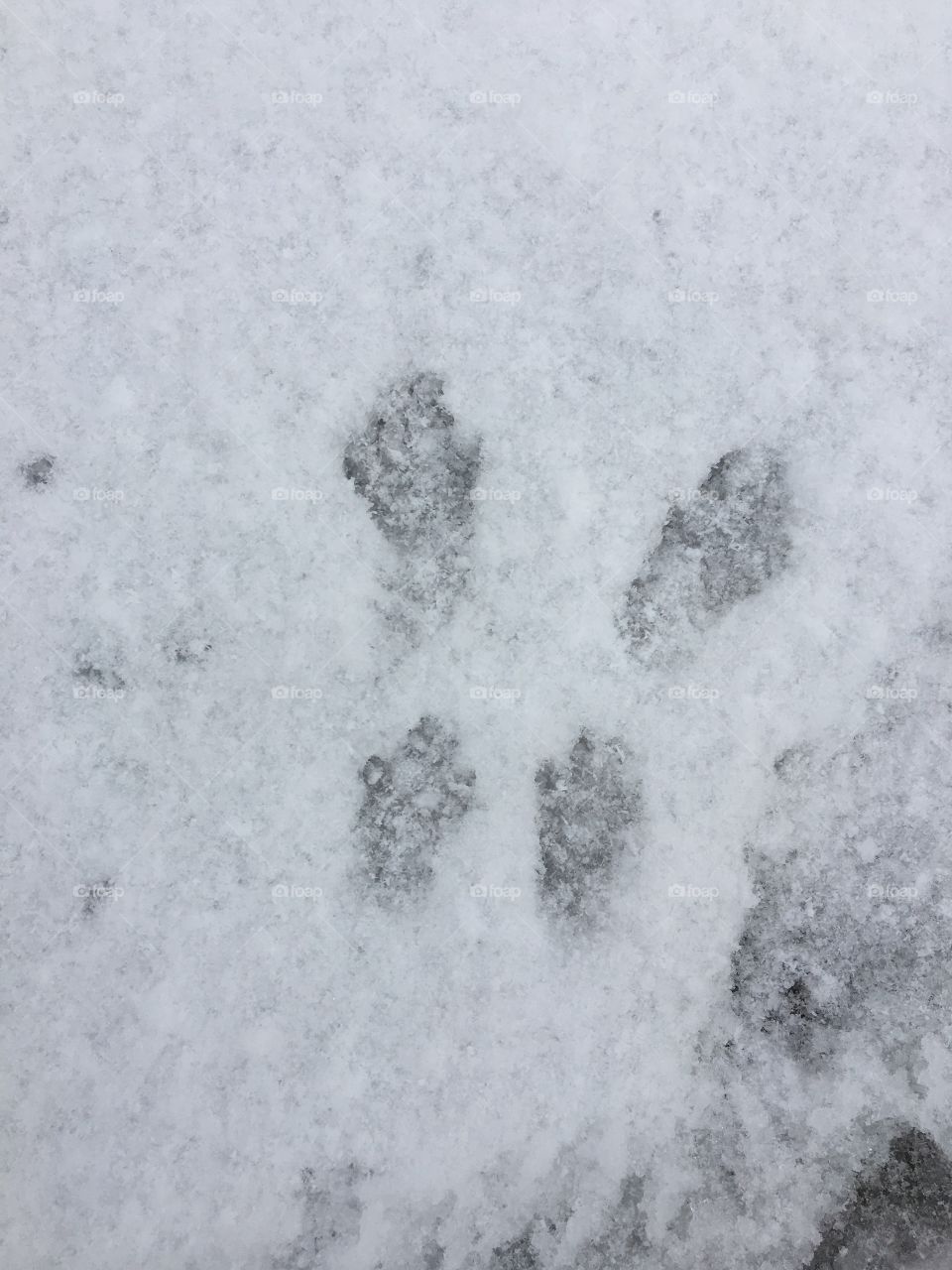 Rabbit tracks in the snow 
