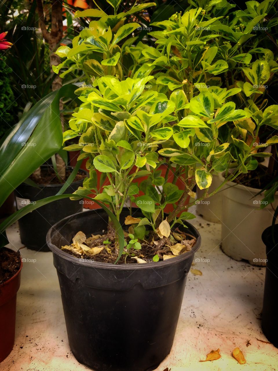 What the pots contain