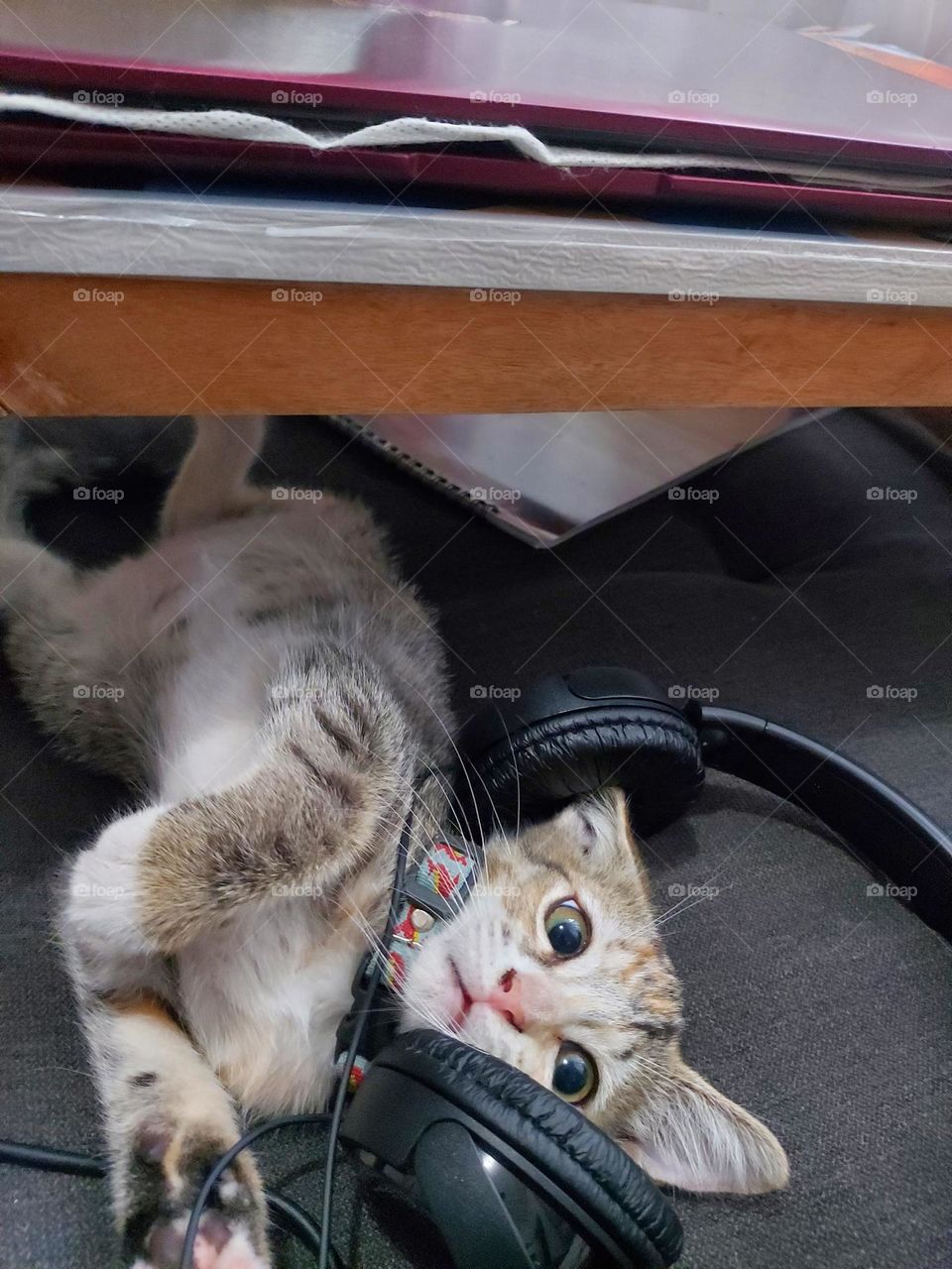 kitten listening to the music