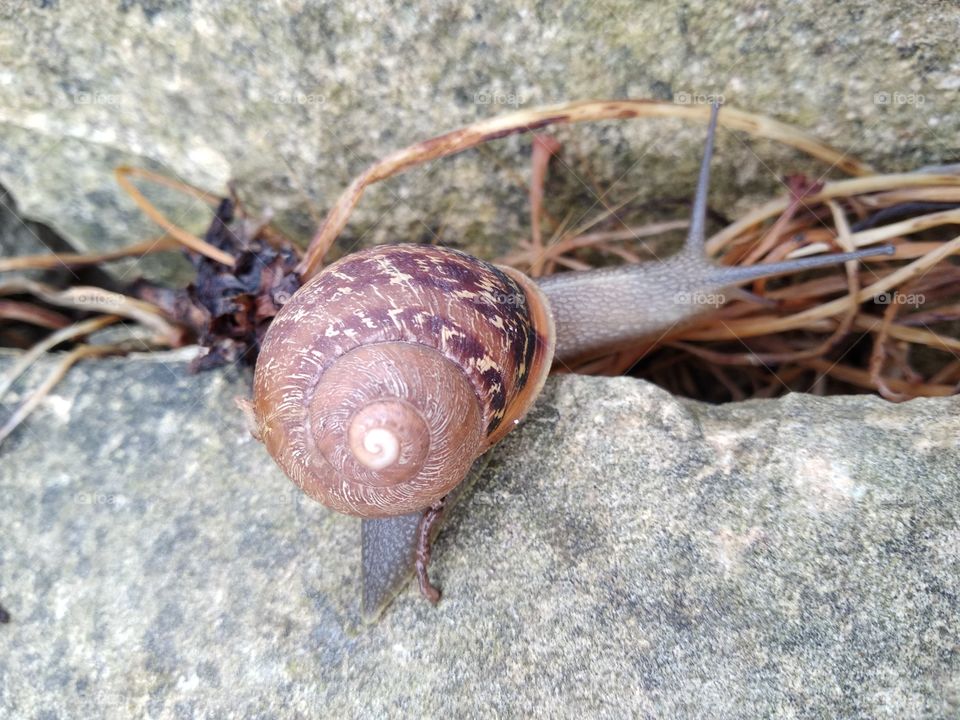 Snail