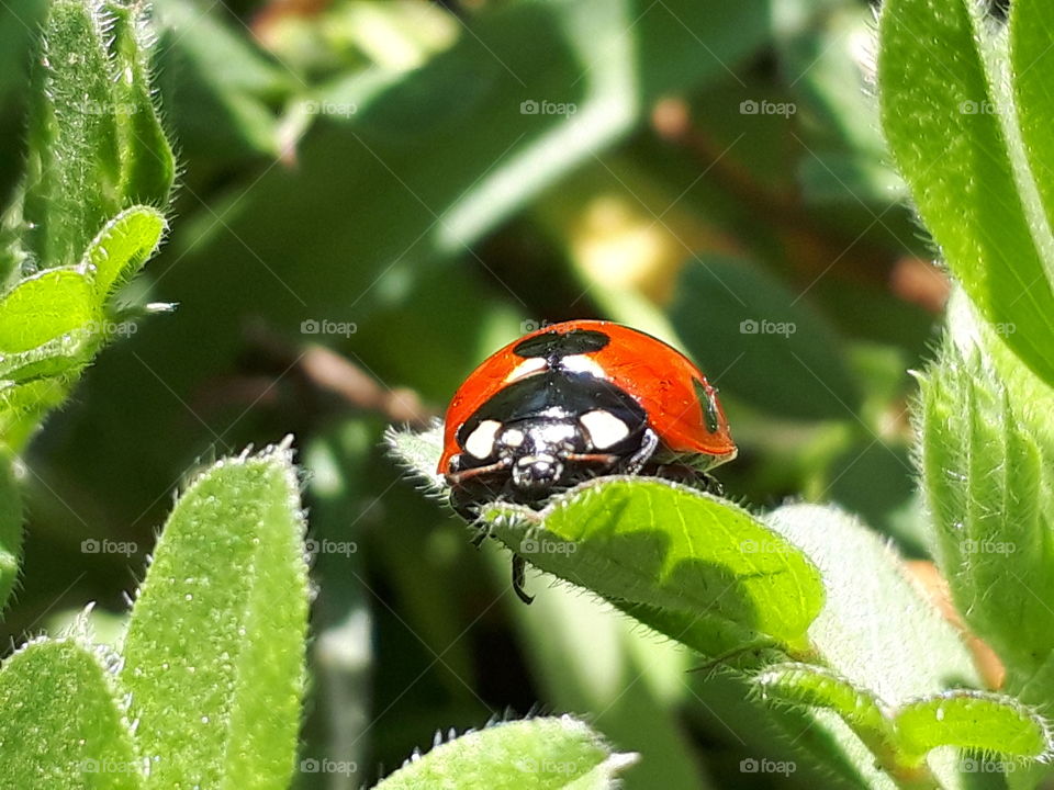 ladybug