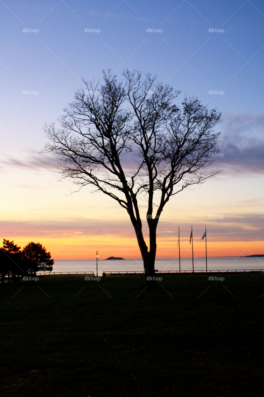 Silhouette of a bare tree during sunrise in Lynn Massachusetts 