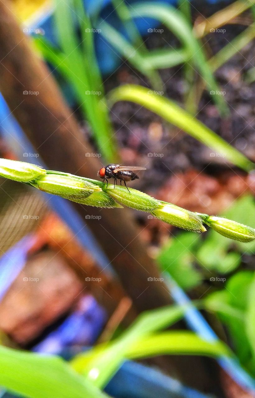 Fly and rice plant