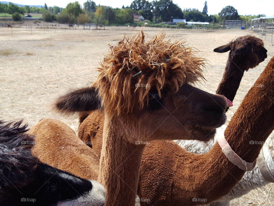 A young alpacas