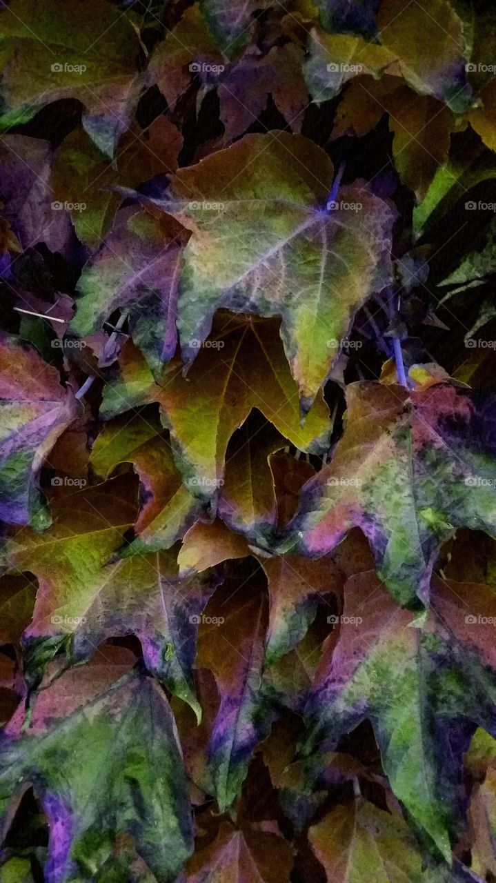 magical multicoloured leaves