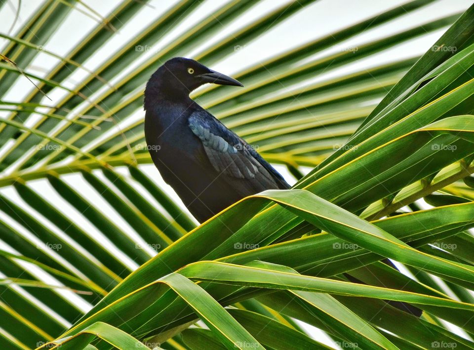 Blackbird In The Jungle. Great-Tailed Mexican Grackle