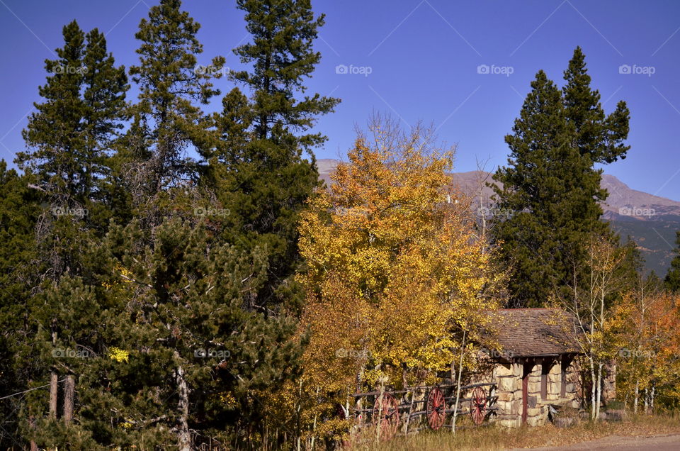 Wagon Wheels In Fall