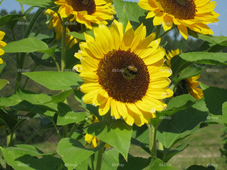 Buzzing sunflower . Bright sunflower with bee