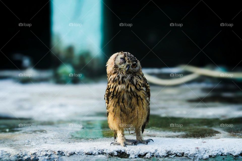 Eurasian eagle-owl clicking one eye