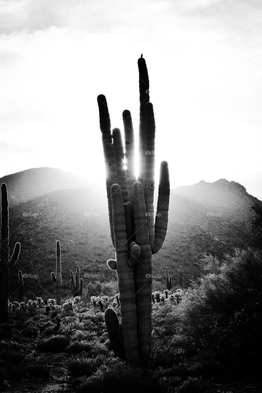 Sunlit cactus