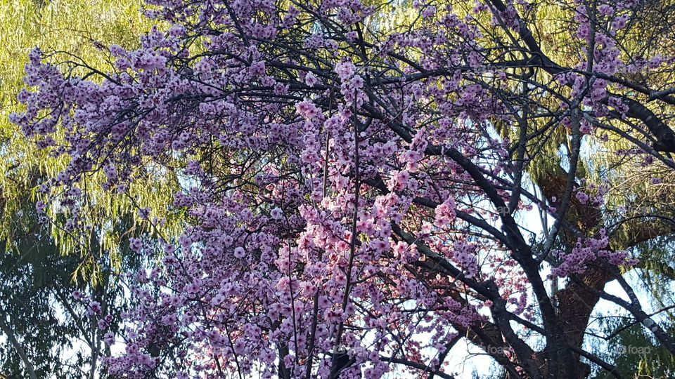 Cherry Blossom Festival Auburn