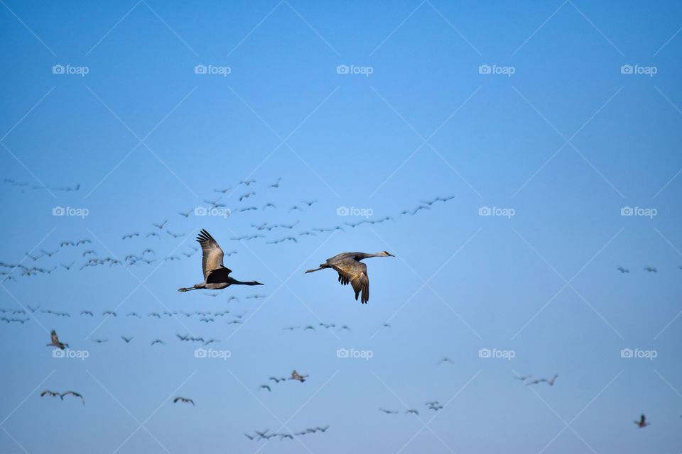 Sandhill cranes in flight 